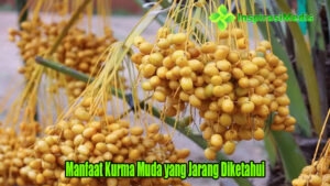 Manfaat Kurma Muda yang Jarang Diketahui
