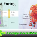 Cara Membersihkan Telinga dengan Tepat
