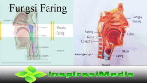 Fungsi Faring dan Gangguan yang Dapat Terjadi
