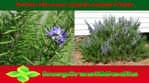 Manfaat Rosemary bagi Kesehatan Tubuh