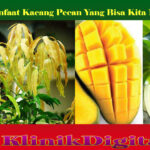 Manfaat Kunyit Hitam bagi Kesehatan