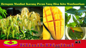Beragam Manfaat Kacang Pecan Yang Bisa Kita Manfaaatkan