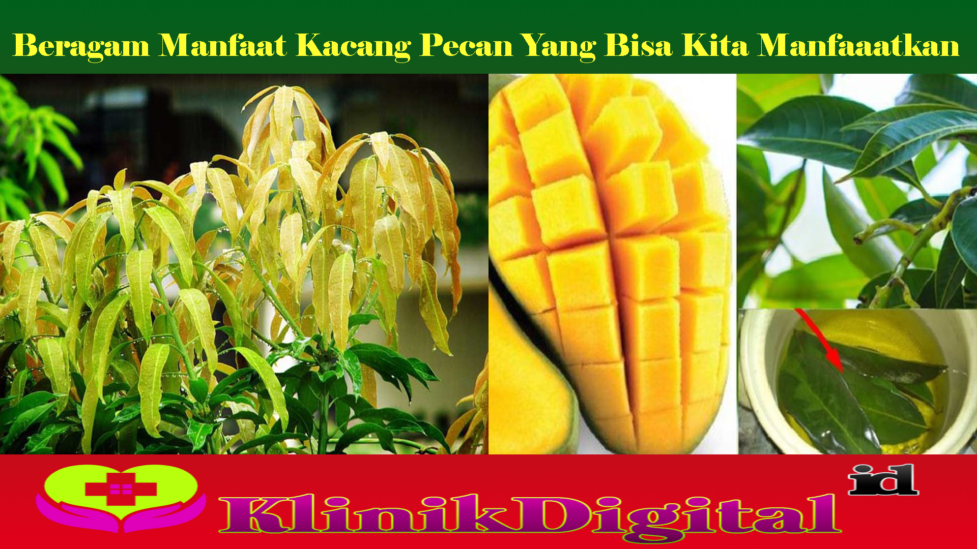 Beragam Manfaat Kacang Pecan Yang Bisa Kita Manfaaatkan