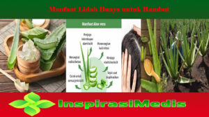 Manfaat Lidah Buaya untuk Rambut