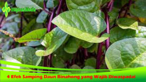 4 Efek Samping Daun Binahong yang Wajib Diwaspadai