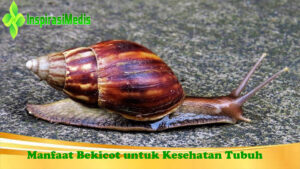 Manfaat Bekicot untuk Kesehatan Tubuh