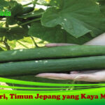 Cara Mencuci Buah & Sayur yang Benar Terhindar dari Penyakit