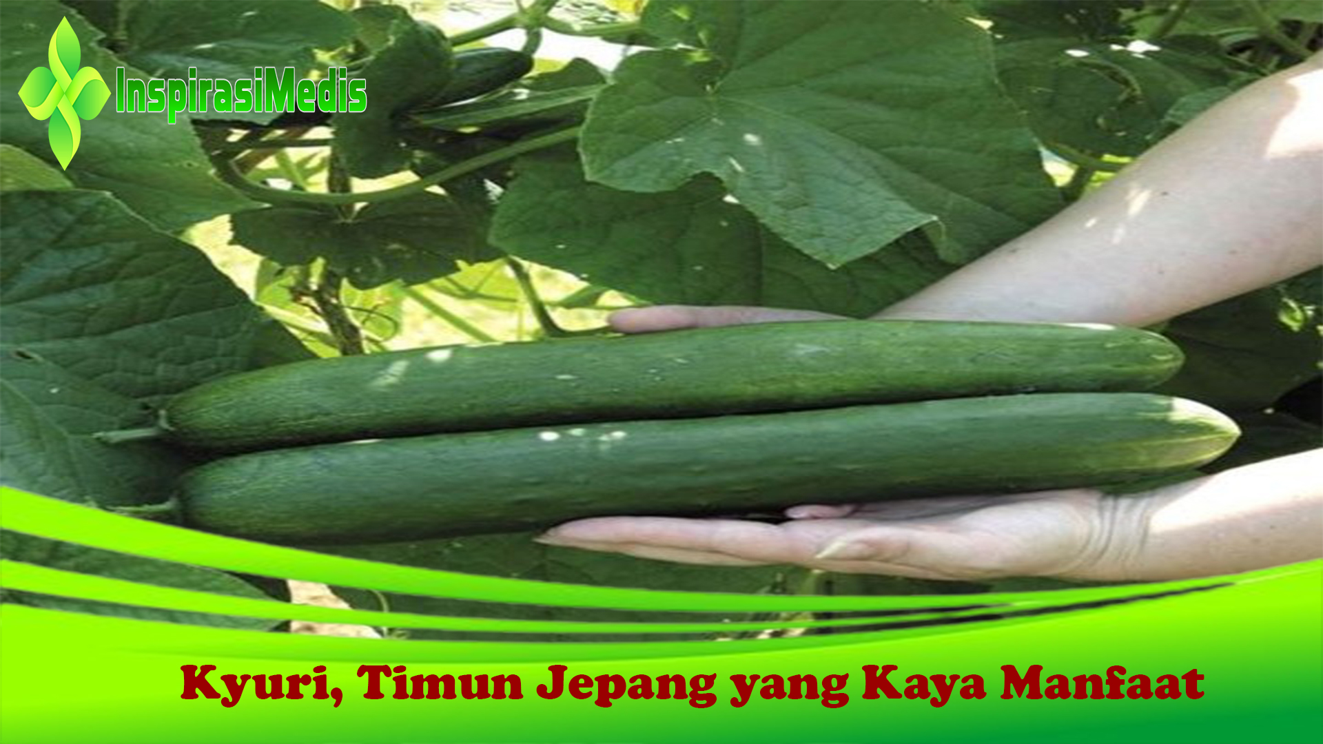 Kyuri, Timun Jepang yang Kaya Manfaat