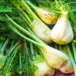 Manfaat Daun Pegagan untuk Kesehatan Tubuh