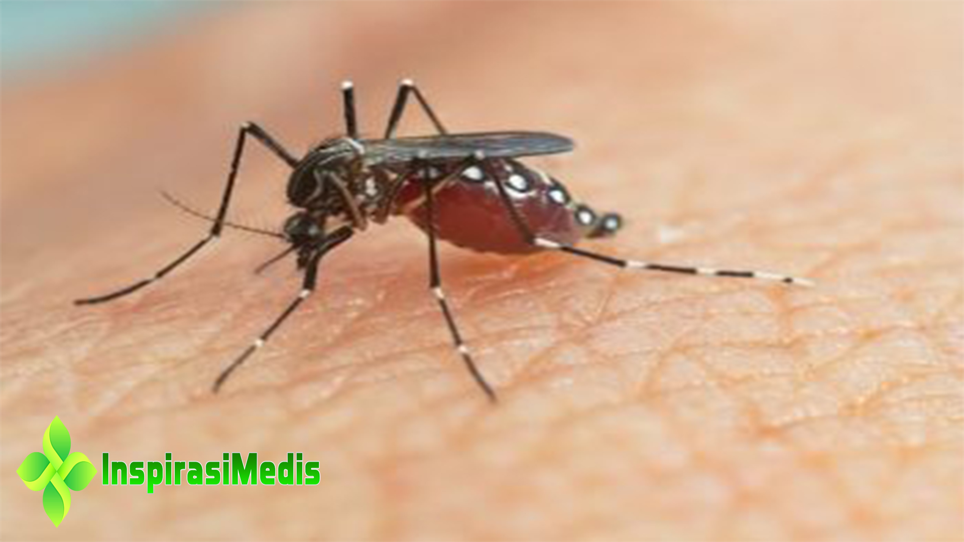 Mengenali Ciri-Ciri Nyamuk Aedes Aegypti Penyebab DBD        