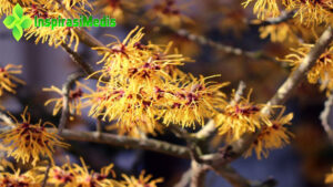 Witch Hazel: Mengenal 5 Manfaatnya untuk Kesehatan