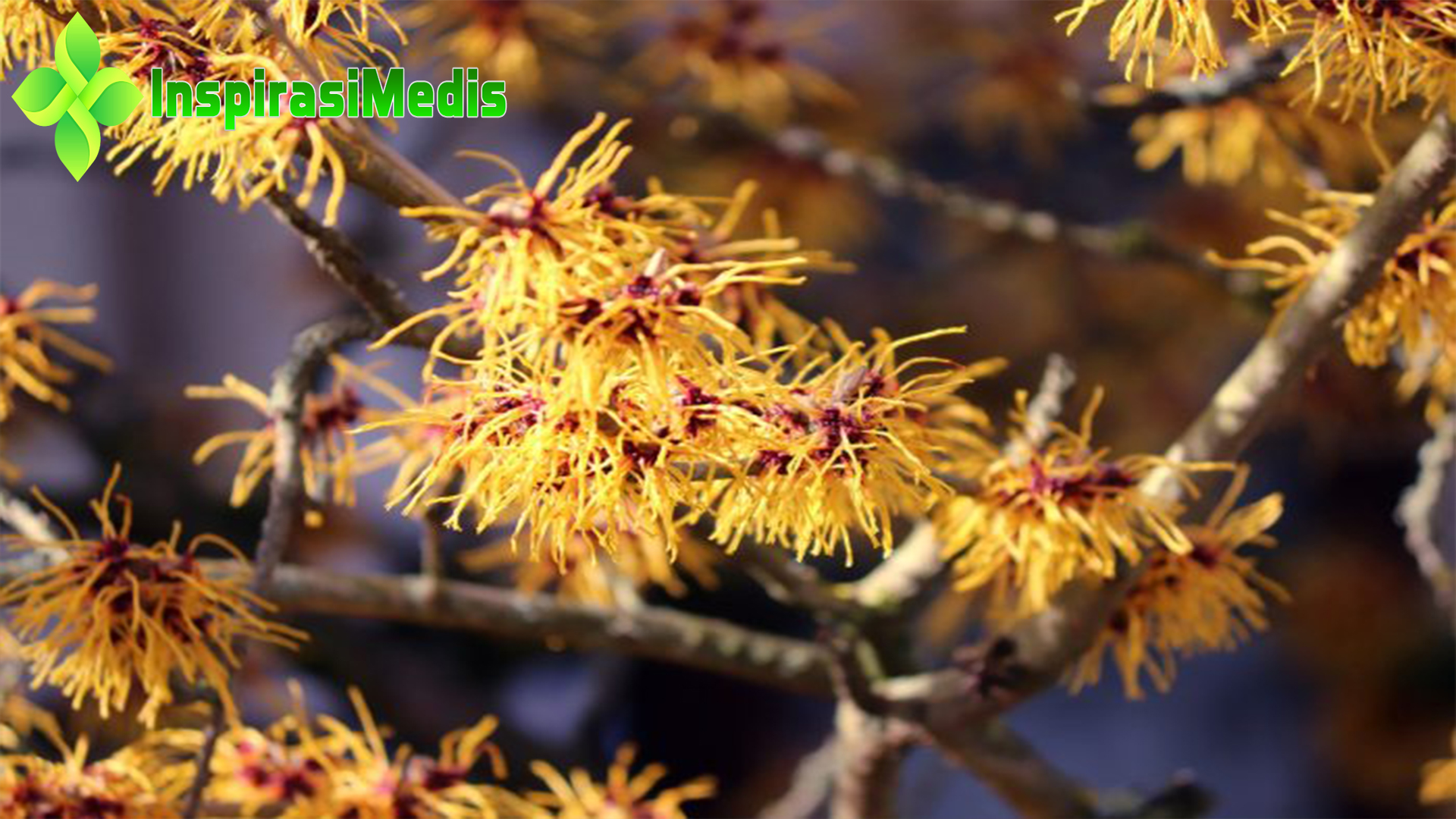 Witch Hazel: Mengenal 5 Manfaatnya untuk Kesehatan