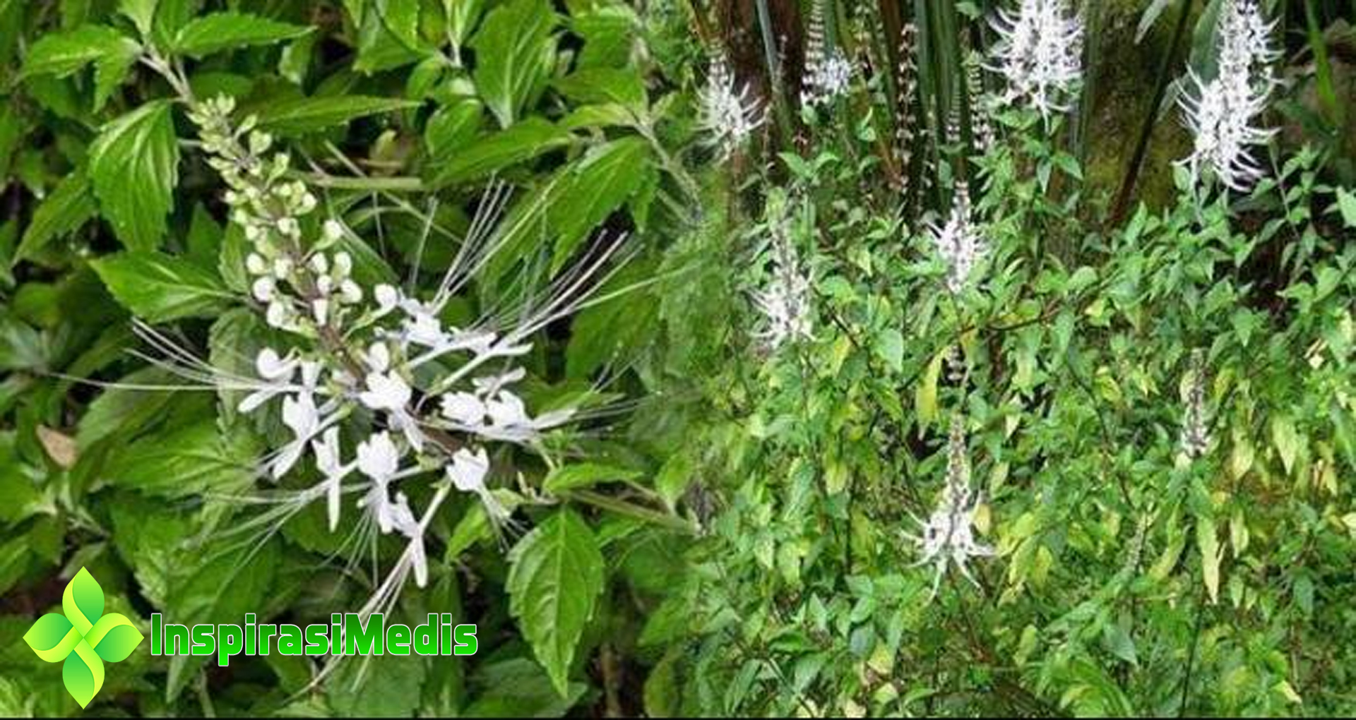 Efek Samping Daun Kumis Kucing: Ini yang Perlu Diketahui