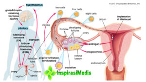 Memahami Fungsi Hormon Estrogen pada Tubuh Wanita