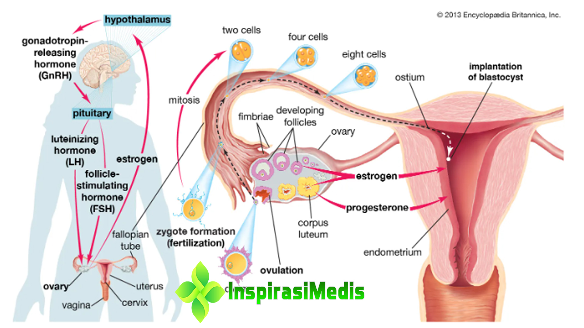 Memahami Fungsi Hormon Estrogen pada Tubuh Wanita
